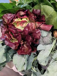 magenta lettuce