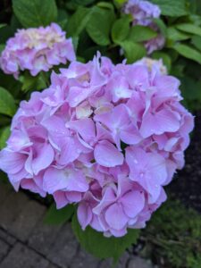 Summer hydrangeas to savor.